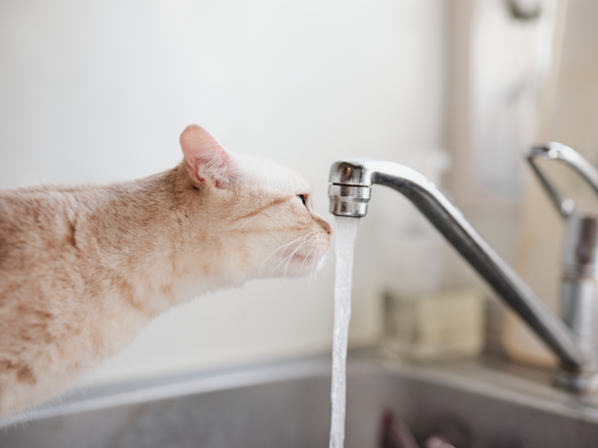 猫は流水が好き！？猫が蛇口から水を飲んでも大丈夫？【水道職人：公式】